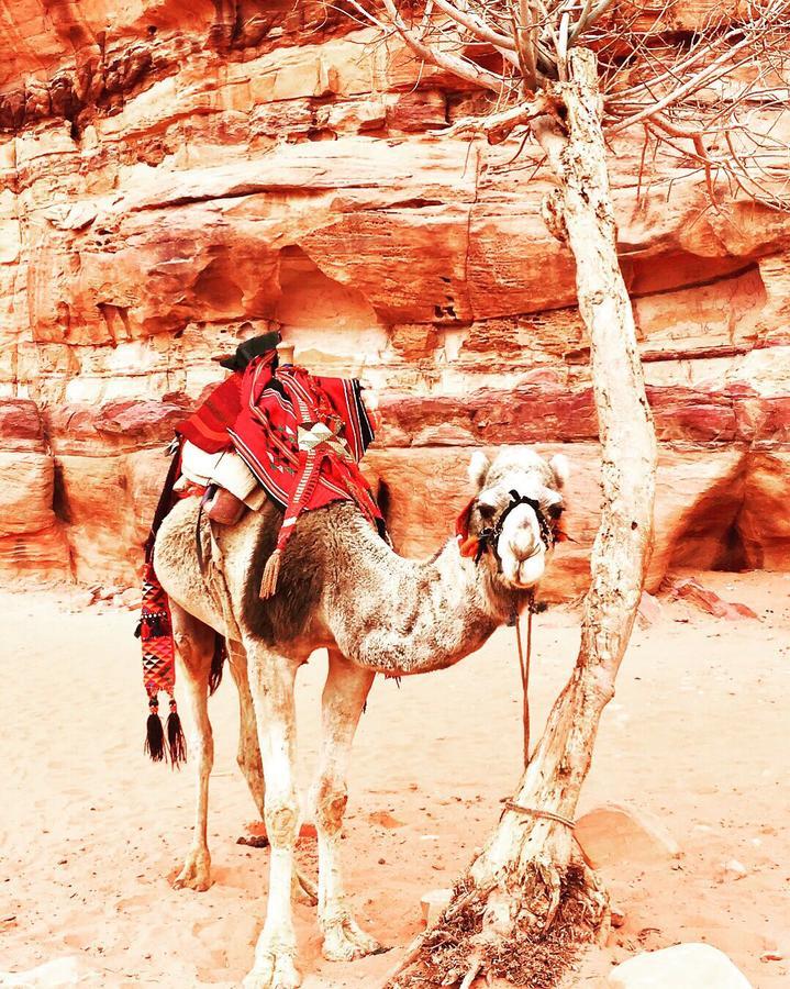Wadi Rum Light Camp Bagian luar foto